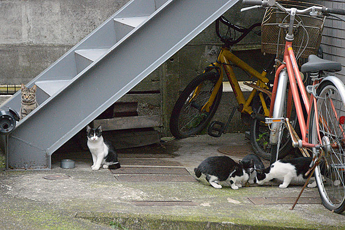 街のねこたち