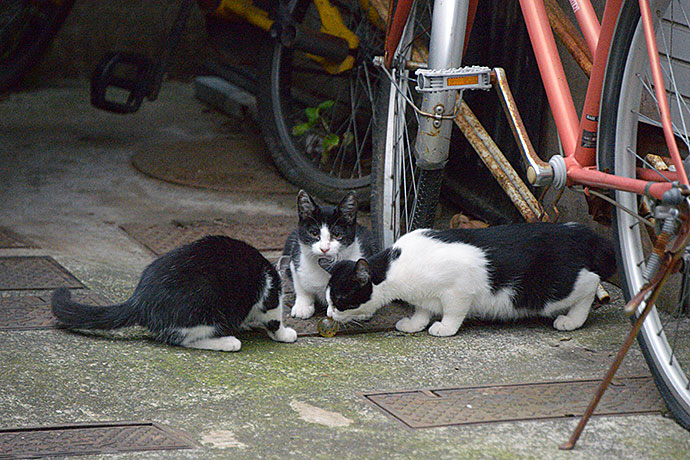 街のねこたち