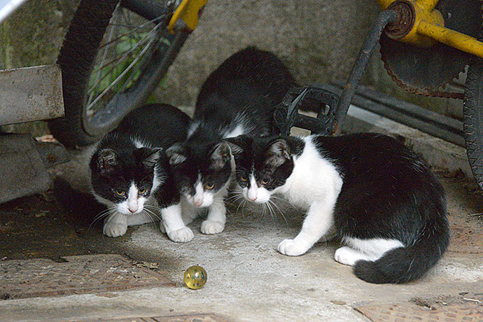 街のねこたち