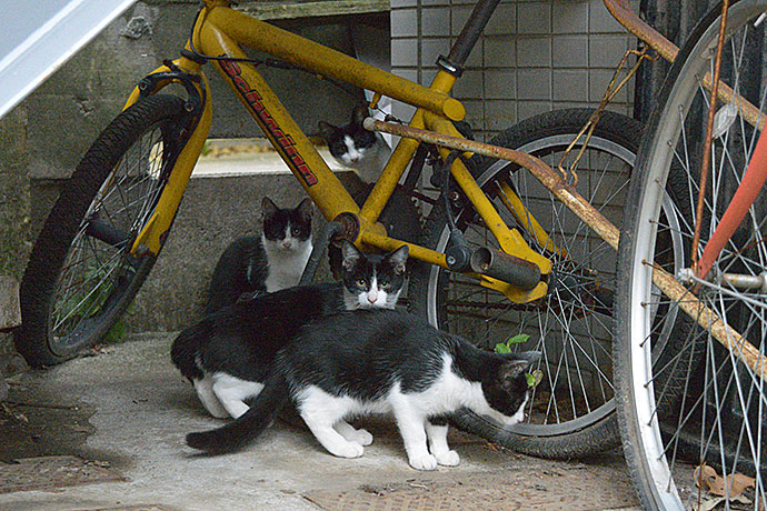 街のねこたち