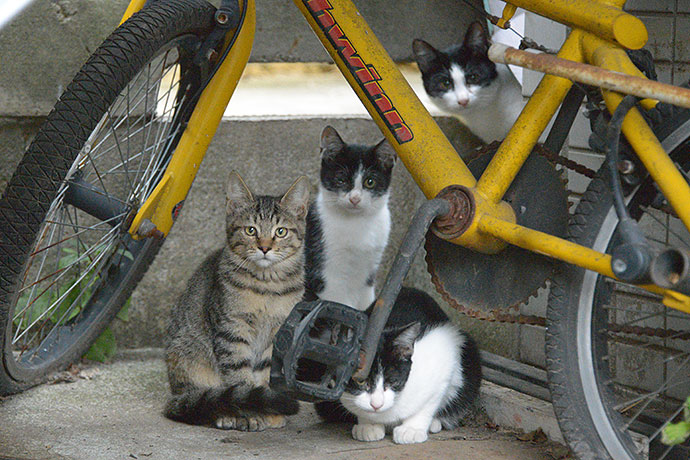 街のねこたち
