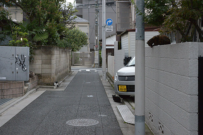 街のねこたち