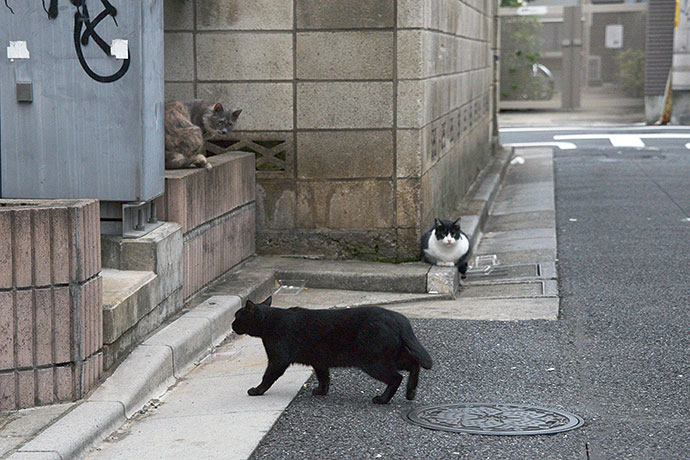 街のねこたち