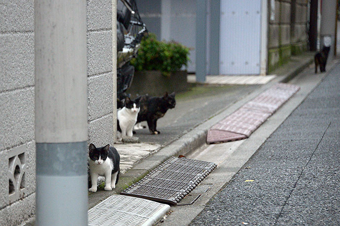 街のねこたち