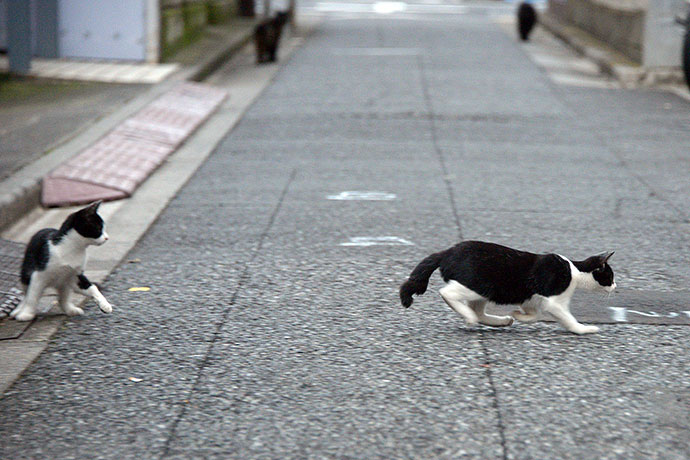 街のねこたち