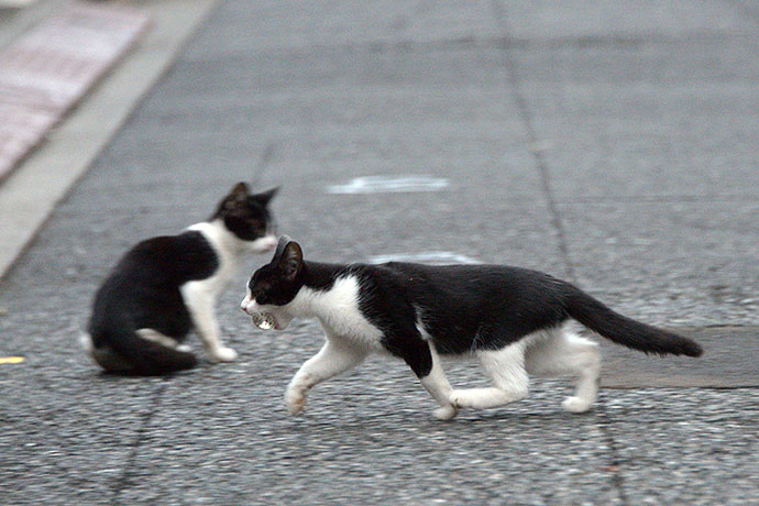 街のねこたち