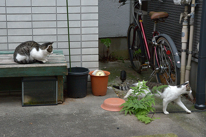 街のねこたち