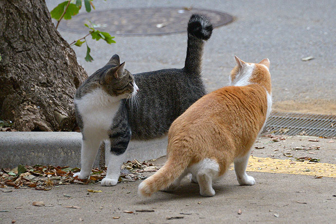 街のねこたち