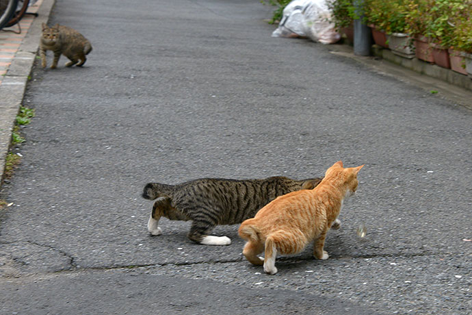 街のねこたち
