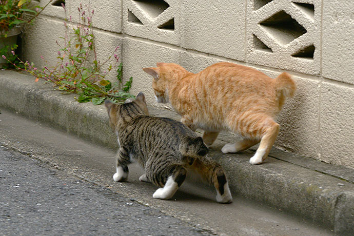 街のねこたち