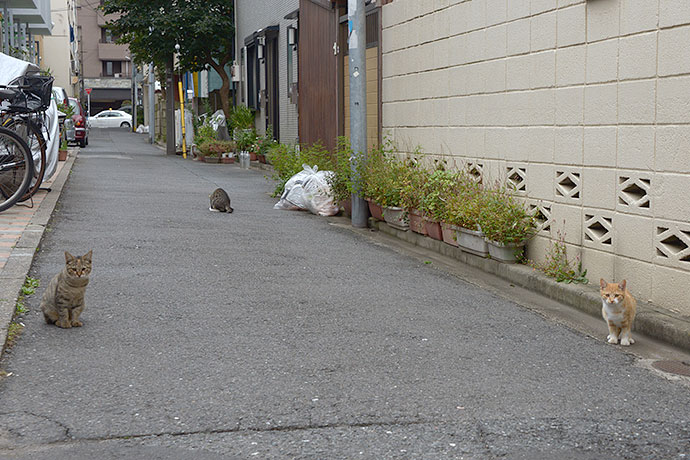街のねこたち