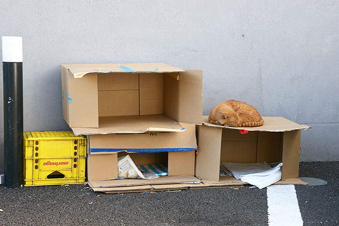 街のねこたち