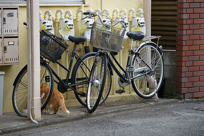 街のねこたち