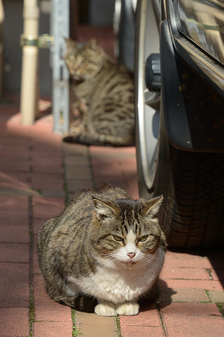 街のねこたち