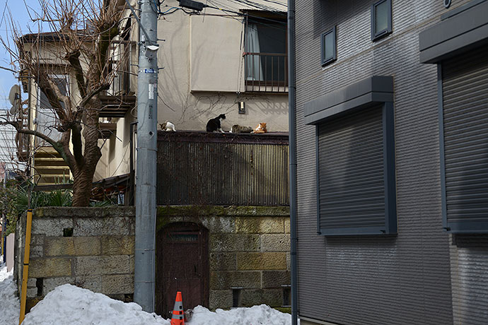 街のねこたち
