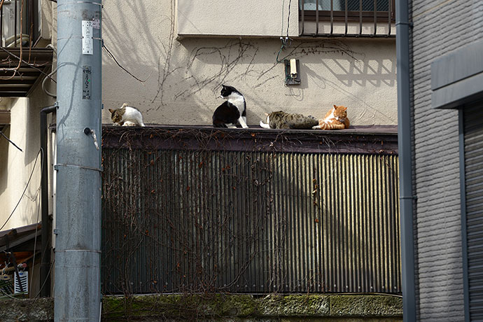 街のねこたち
