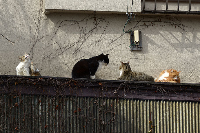 街のねこたち