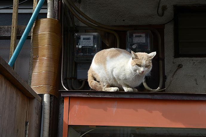 街のねこたち