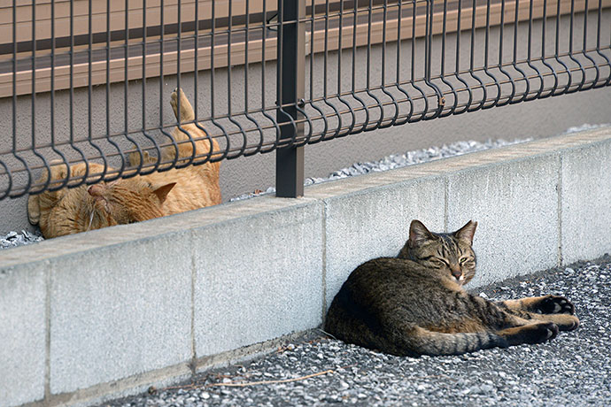 街のねこたち