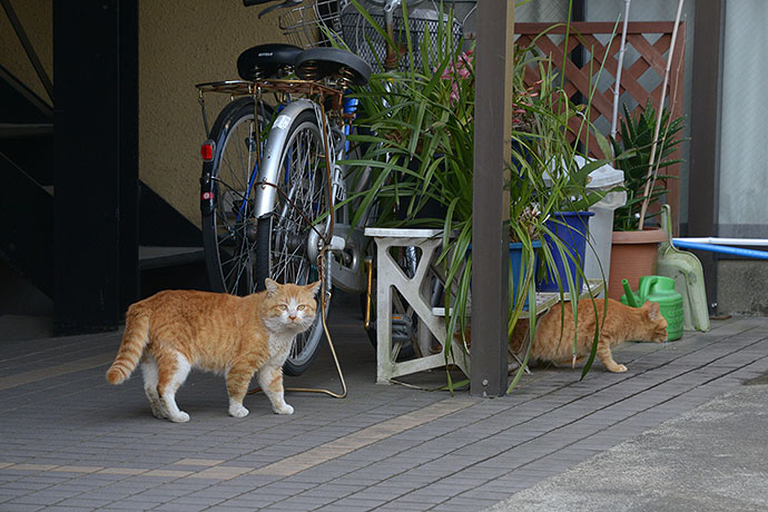 街のねこたち