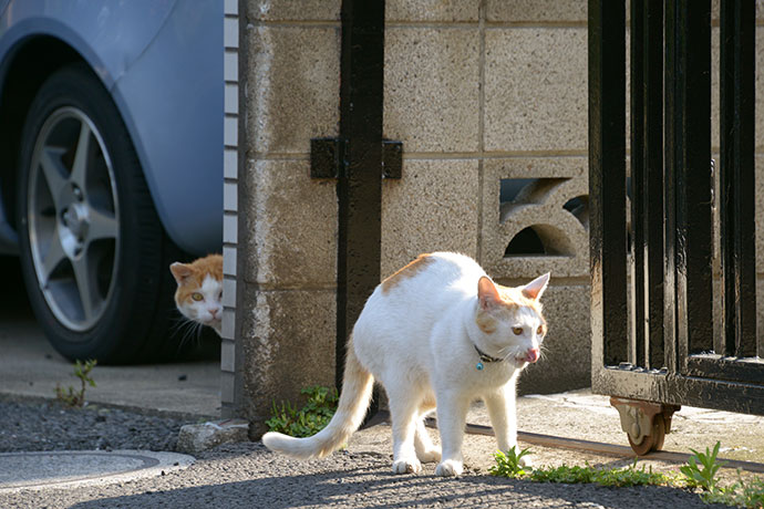 街のねこたち