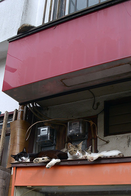 街のねこたち