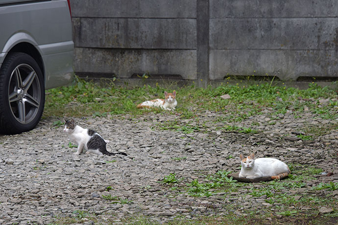 街のねこたち