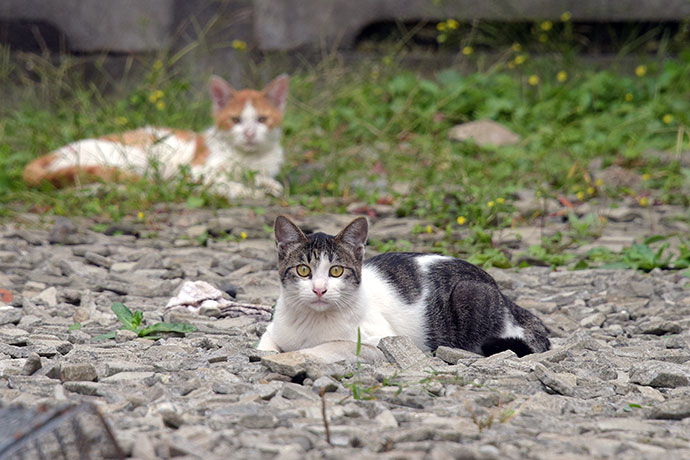 街のねこたち