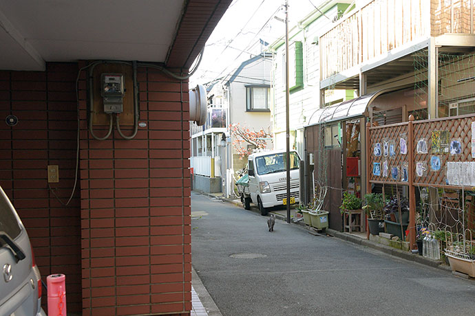 街のねこたち