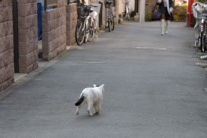 街のねこたち