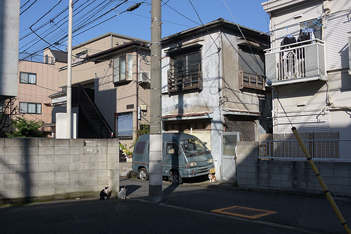 街のねこたち