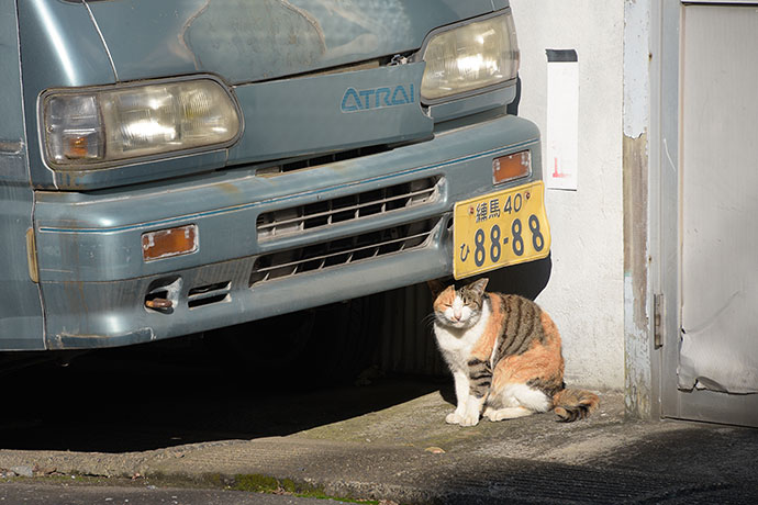 街のねこたち