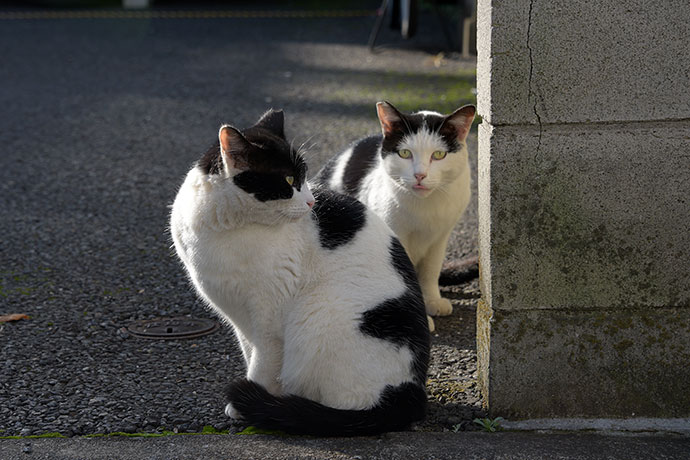 街のねこたち