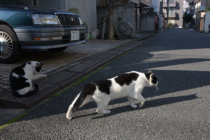 街のねこたち