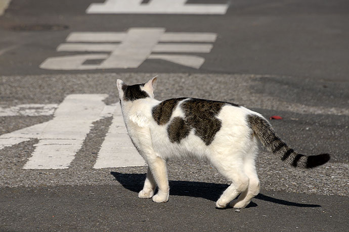 街のねこたち