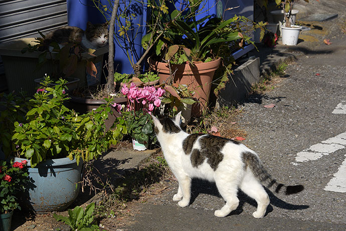 街のねこたち