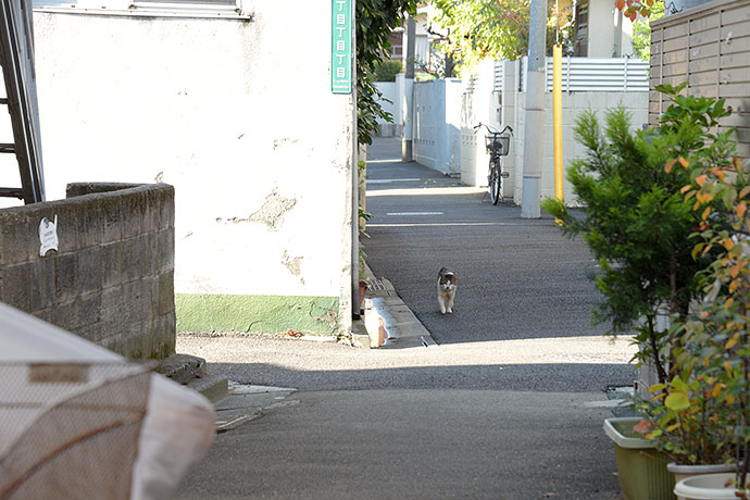 街のねこたち