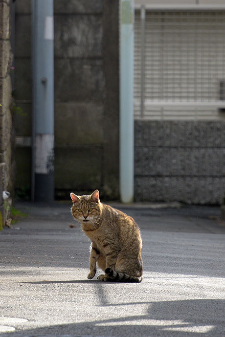 街のねこたち