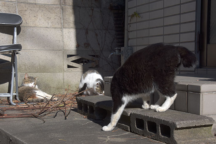 街のねこたち