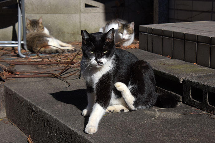 街のねこたち