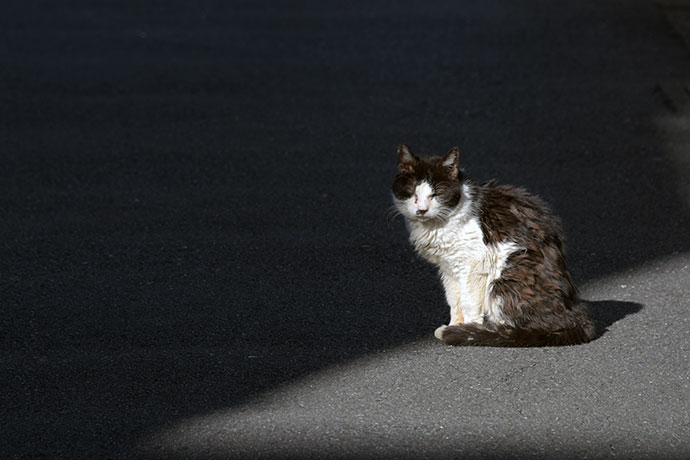 街のねこたち