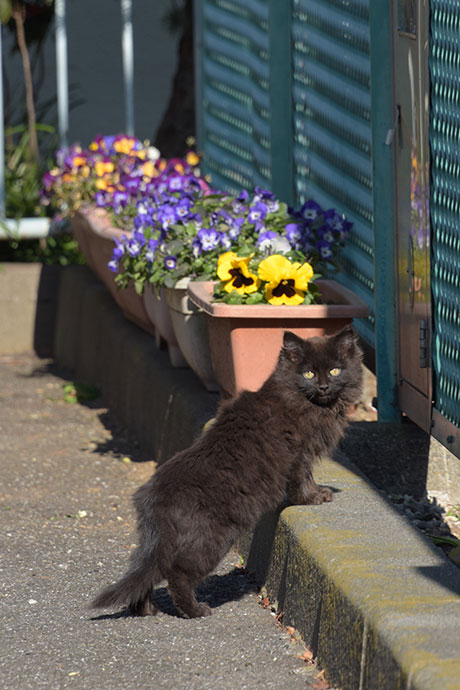 街のねこたち