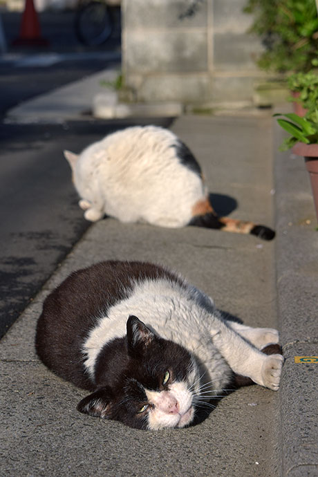 街のねこたち