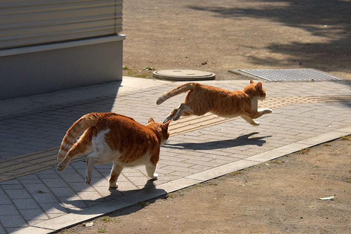 街のねこたち