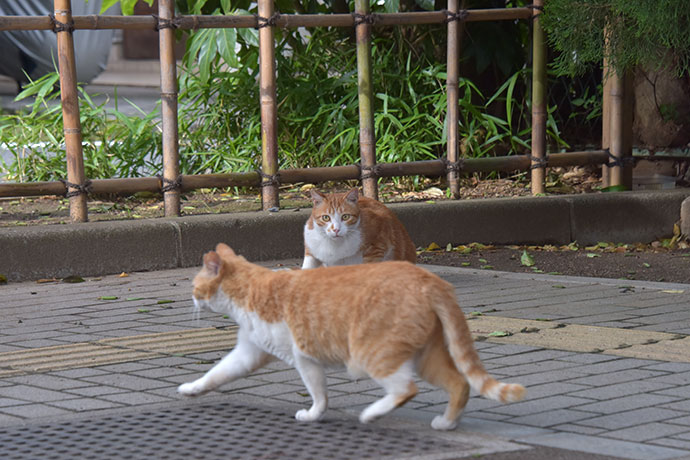 街のねこたち