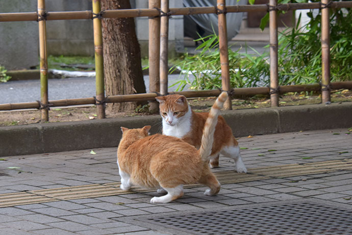 街のねこたち