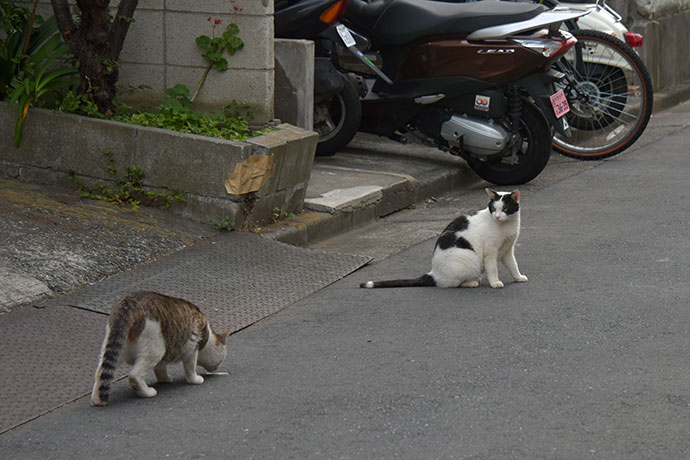 街のねこたち