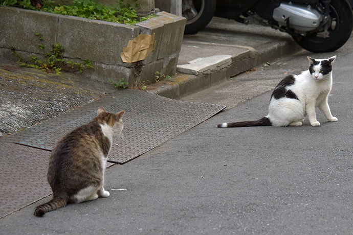 街のねこたち