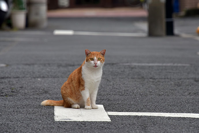 街のねこたち