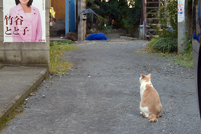 街のねこたち